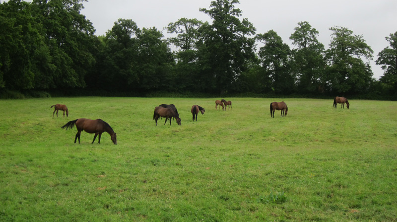 Horses